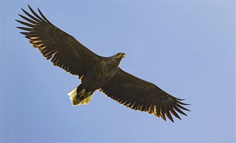 White Tailed Eagle, from Dønna, Norway | The closest i have … | Flickr