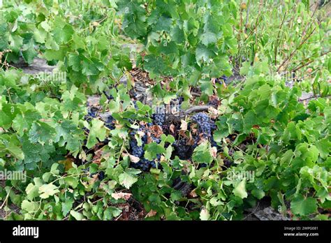 Mencia grape variety hi-res stock photography and images - Alamy