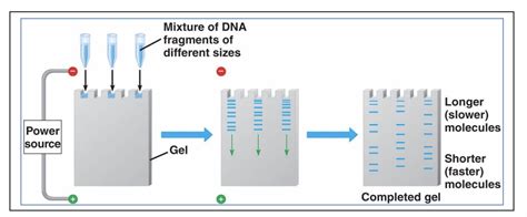 1.11: Gel electrophoresis - Biology LibreTexts