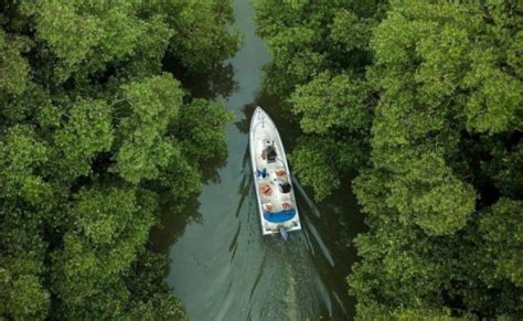 Jakarta Angke Nature Park: Mangrove Planting Trip - Bumi Journey