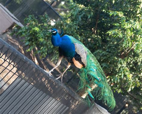 Peacock on the garden stock photo. Image of male, green - 256003834