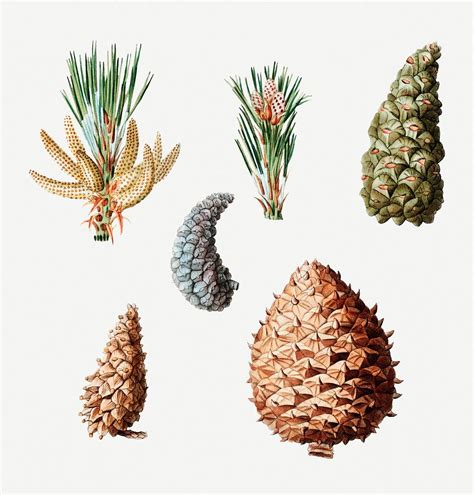 Various conifer cones set illustration | Premium PSD - rawpixel