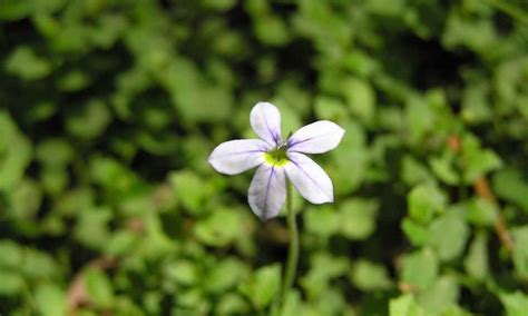 Blue Star Creeper Care: A Great Ground Cover | Epic Gardening