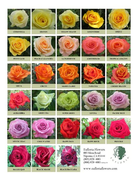 Pin on Eufloria California Premium Roses