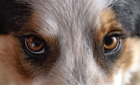 Collie Eye Anomaly in Dogs: Symptoms, Causes, & Treatments