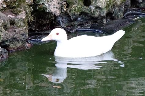 Canard blanc