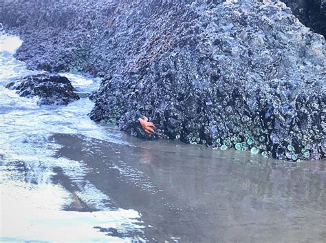 How To Explore Tide Pools On The Oregon Coast - Wanderer Writes