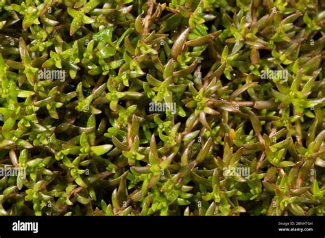 Bulliarda recurva hi-res stock photography and images - Alamy