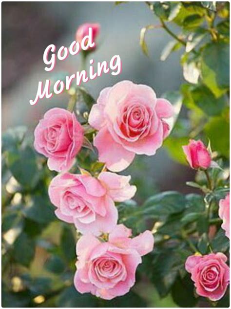 Best Good Morning Images With Rose Flowers Free Download HD - Good Morning