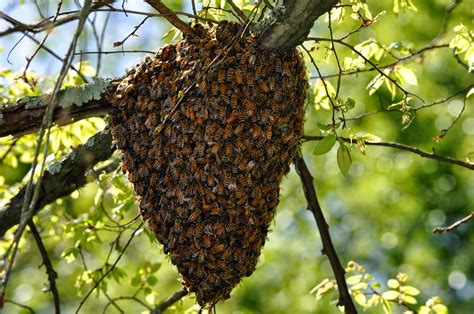 February 9, 2017 Membership Meeting • Orange County Beekeepers Association