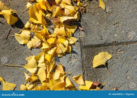 Ginkgo Biloba Leaves Fall To the Street Stock Photo - Image of yellow, beautiful: 166640836