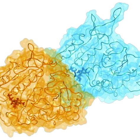 Multiple sequence alignment of porcine β tubulin and human tubulin ...