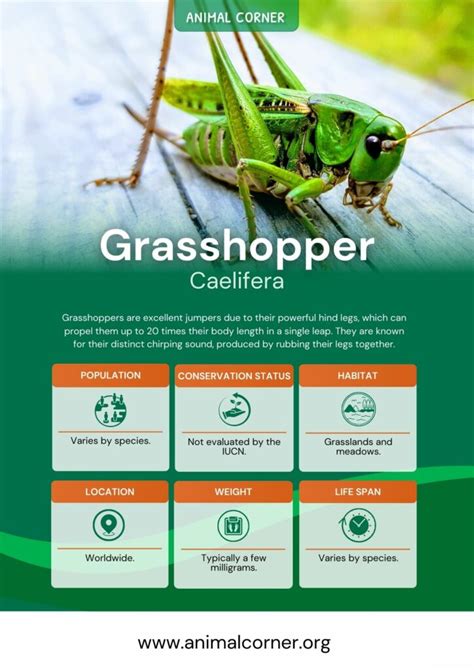 Grasshopper - Facts, Diet & Habitat Information