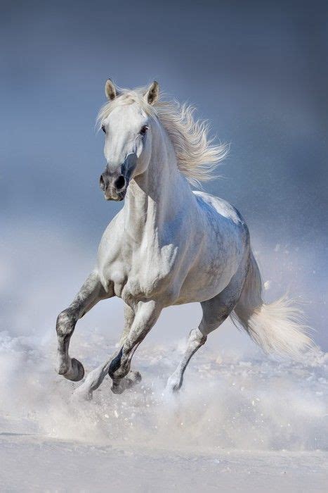 Canvas Art ID=95626475 | Wall Art Prints | Horses in snow, Wild horses ...