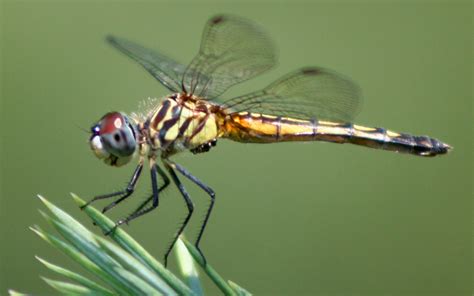 dragonfly Wallpaper and Background | 1698x1061 | ID:463353