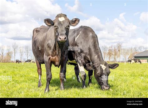 Black white jersey cow hi-res stock photography and images - Alamy