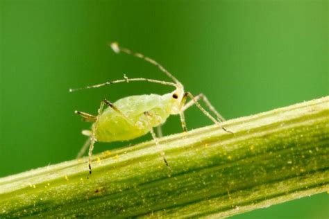 10 Common Carnation Pests and How to Deal With Them