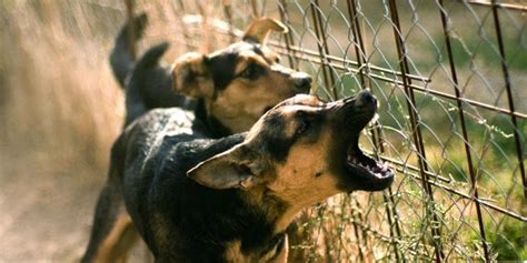 6 Ciri-Ciri Anjing Rabies, Bahaya & Cara Mencegahnya | PintarPet