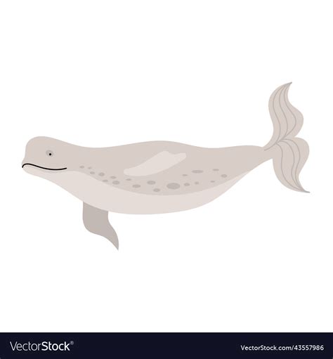 Beluga whale animal Royalty Free Vector Image - VectorStock