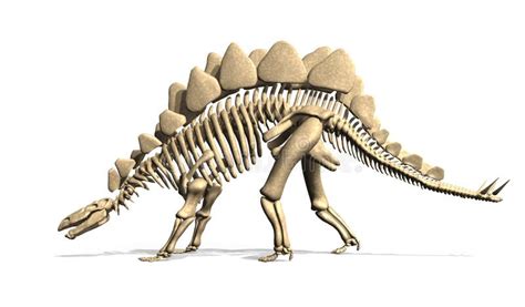 Top 56+ imagen stegosaurus fossil - Abzlocal.mx