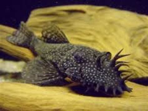 How to Choose the Right Plecostomus (Pleco) - PetHelpful