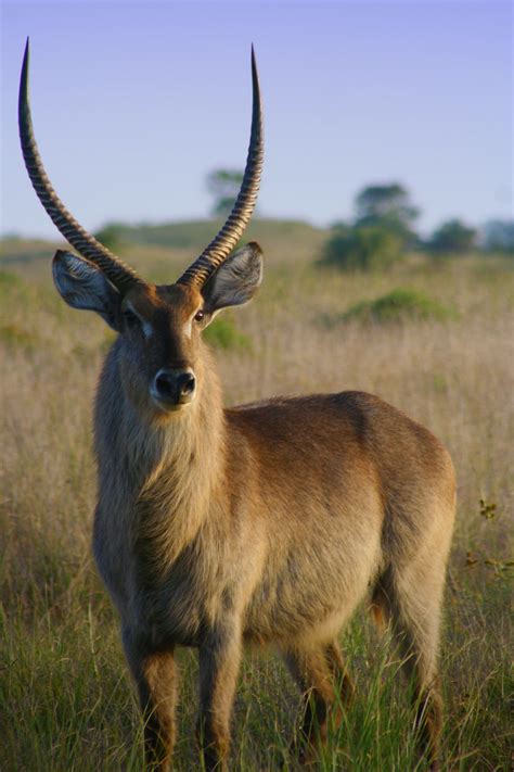 Fotos gratis : pradera, animal, fauna silvestre, cuerno, mamífero, antílope, vertebrado, Impala ...