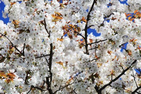 Cherry Flowers Free Stock Photo - Public Domain Pictures