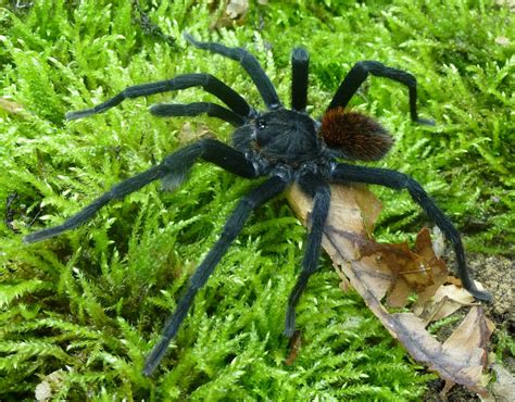 The New Tarantula Kankuamo [IMAGE] | EurekAlert! Science News Releases