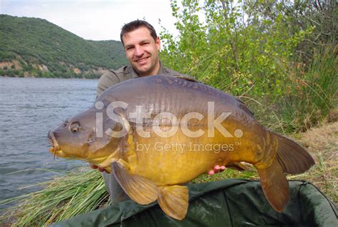 Mirror Carp Stock Photo | Royalty-Free | FreeImages