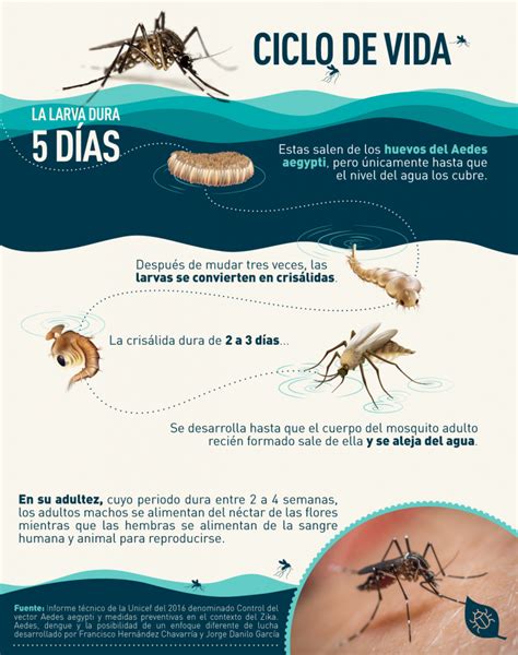 El Mosquito Del Dengue