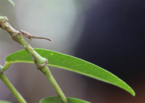 Akoko Planthoppers in the Native Forests | Hawaiian Forest