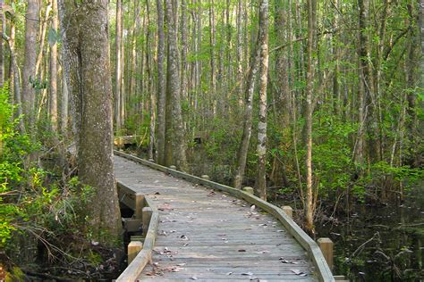 Hiking Osceola National Forest | Florida Hikes