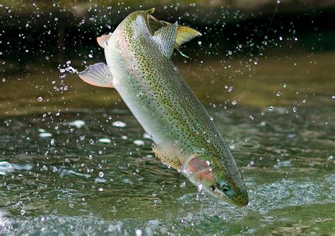 Denmark: 80,000 Rainbow Trout Escape Into The Sea - Gazette Review