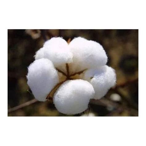 Natural Cotton Fiber at best price in Coimbatore by Fabric Today | ID: 9419977562