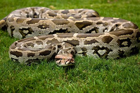 Indian Rock Python: Facts, Diet, Habitat | RoundGlass | Sustain