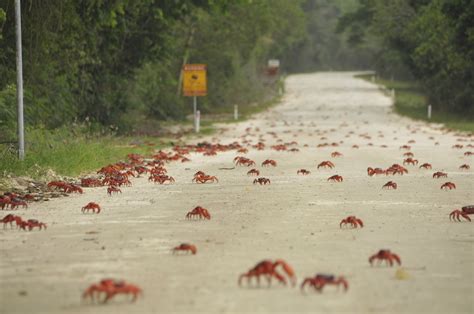 V-mail: Red crab migration