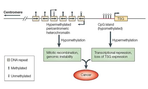 DNA hypomethylated in primary tumors induced by diethylstilbestrol