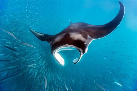 New Study Makes Big Splash in Manta Ray Conservation | Nature and Wildlife | Discovery