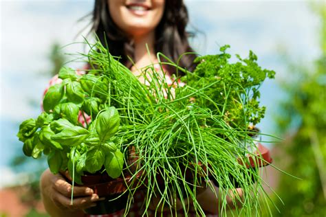 Beginner’s Guide to Herb Gardening - nutribullet