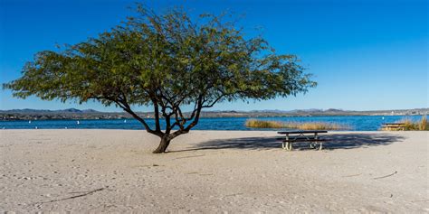 Lake Havasu State Park Campground | Outdoor Project