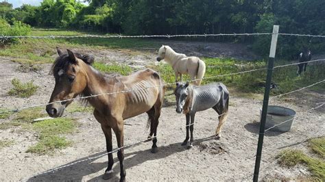 More than 80 miniature horses, ponies rescued from property near Baytown