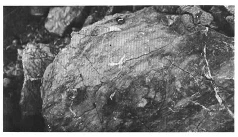 Figure 5 from Fossils from the Ordovician bioherm at Meiklejohn Peak, Nevada | Semantic Scholar