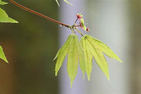 How to Grow and Care for Japanese Maple Trees