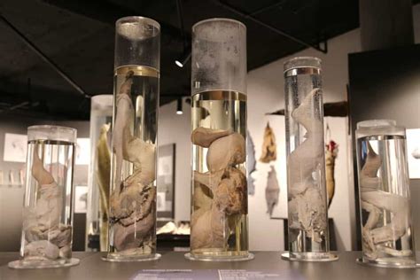 The Icelandic Phallological Museum - Visitor's Guide