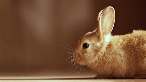 Bunny Wallpapers - Wallpaper Cave