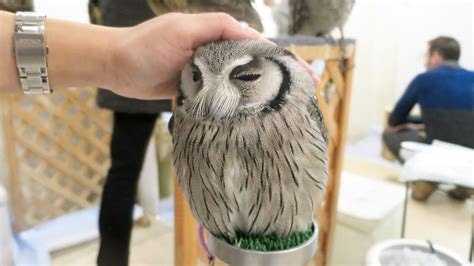 Cute Owls EVERYWHERE at Japan's Owl Cafe! | Owl, Cute owl, Cute japanese