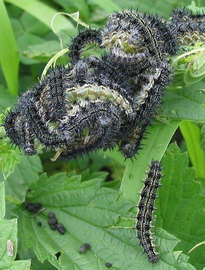 Raising Other Kinds of Butterfly Caterpillars | Prairie Haven