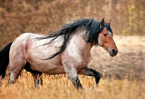 American Mustang Horses on Wacom Gallery | Horses, Mustang horse, Wild horses