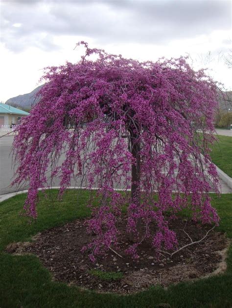 eastern redbud weeping - shed feature tree | Redbud tree, Ornamental trees landscaping, Dwarf ...