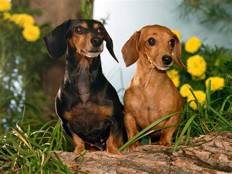 Dachshund Wallpapers - Wallpaper Cave